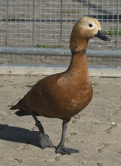 风顺